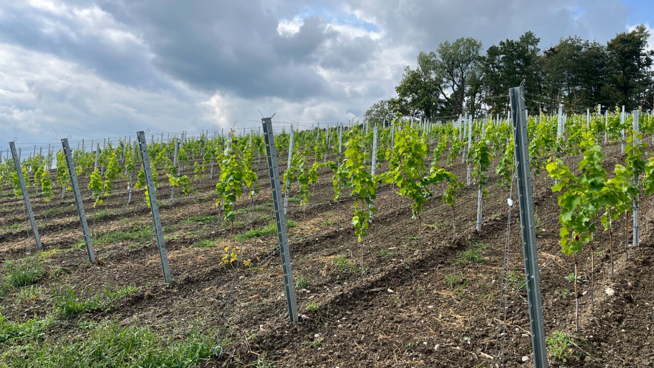 Die Anbaufläche von Muscaris in der Schweiz betrug im Jahr 2021 rund 20 Hektaren, davon fast fünf Hektaren im Kanton Zürich. Rutishauser-DiVino hat im Herbst 2022 weitere 2.2 Hektaren gepflanzt.